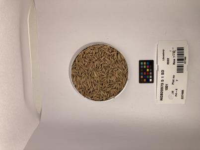 Click for 1 image(s) for this accession. SEED